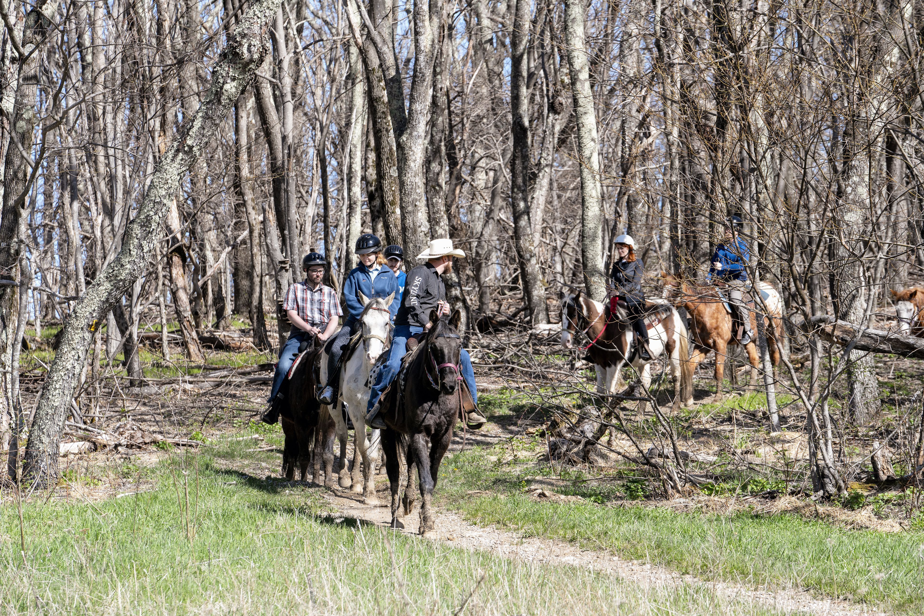 A group of people riding horses through a forested area with trees and a dirt path.