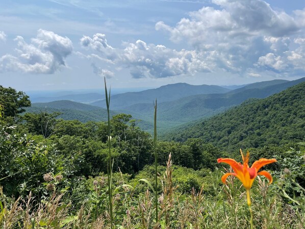 Un paisaje verde y exuberante con una llamativa flor naranja en primer plano, cielo despejado y montañas lejanas.