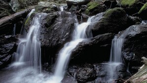 A forested area with a waterfall.