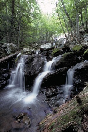 A forested area with a waterfall.