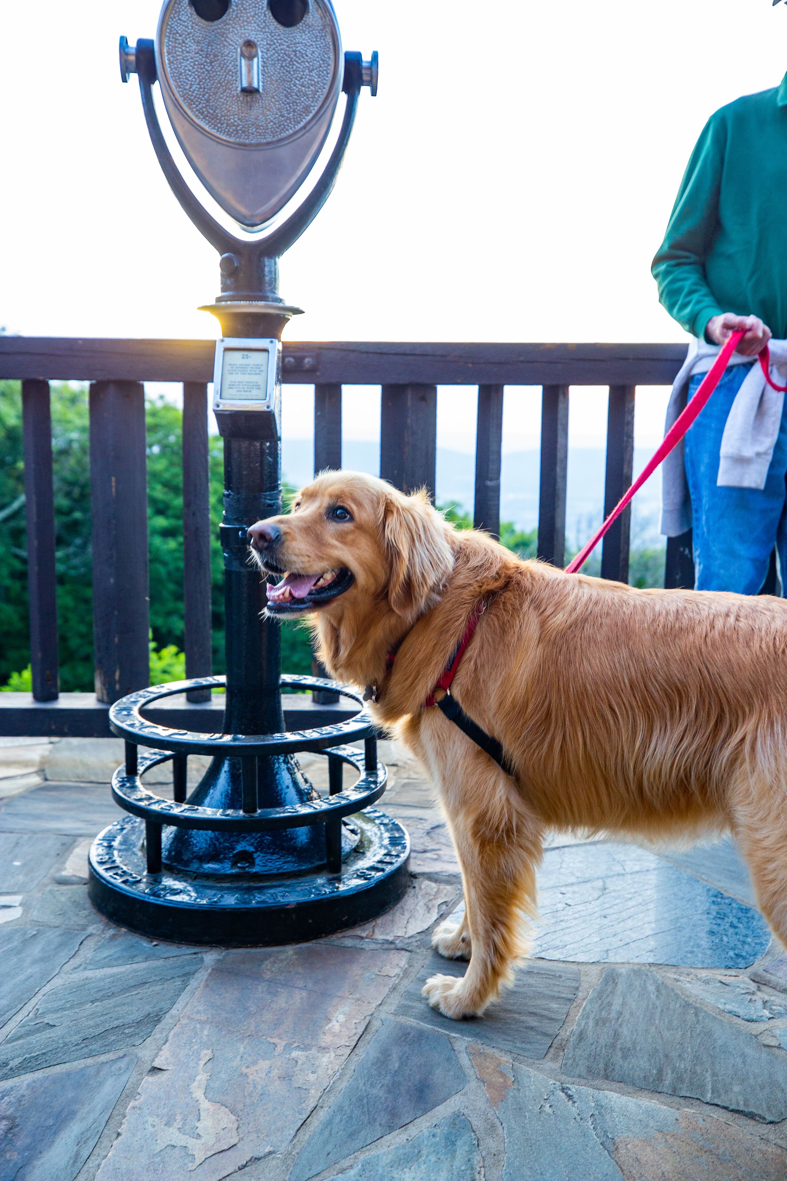 Pet-friendly