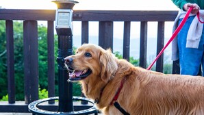 A dog on a leash standing next to a telescope on a stone platform.