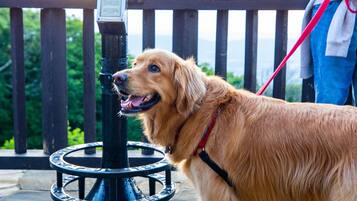 Pet-friendly