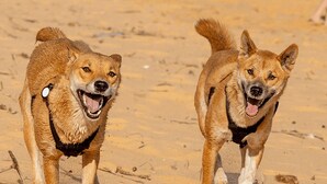 Two dogs on a sandy beach with the ocean in the background. - Ambassador Motor Lodge (Hervey Bay)