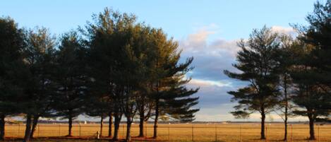 A road with trees and a fence in the background.