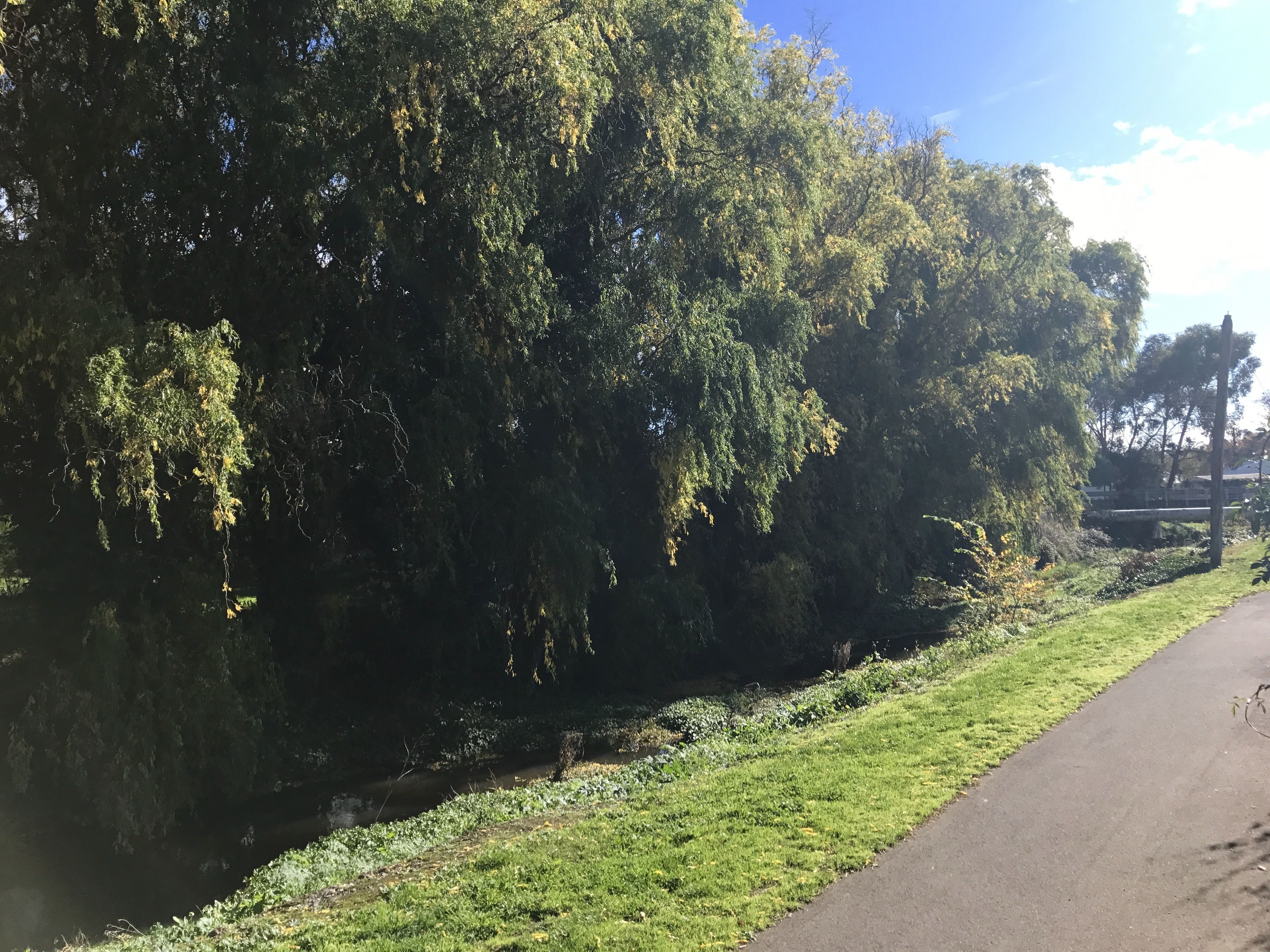 Un sentier longeant une rivière, bordé d’arbres denses, avec un pont en arrière-plan.