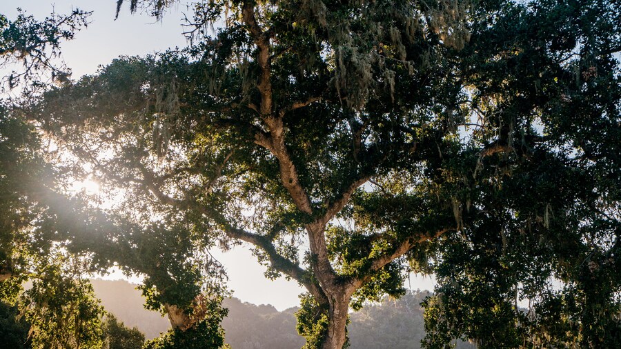 Carmel Valley Ranch, in The Unbound Collection by Hyatt