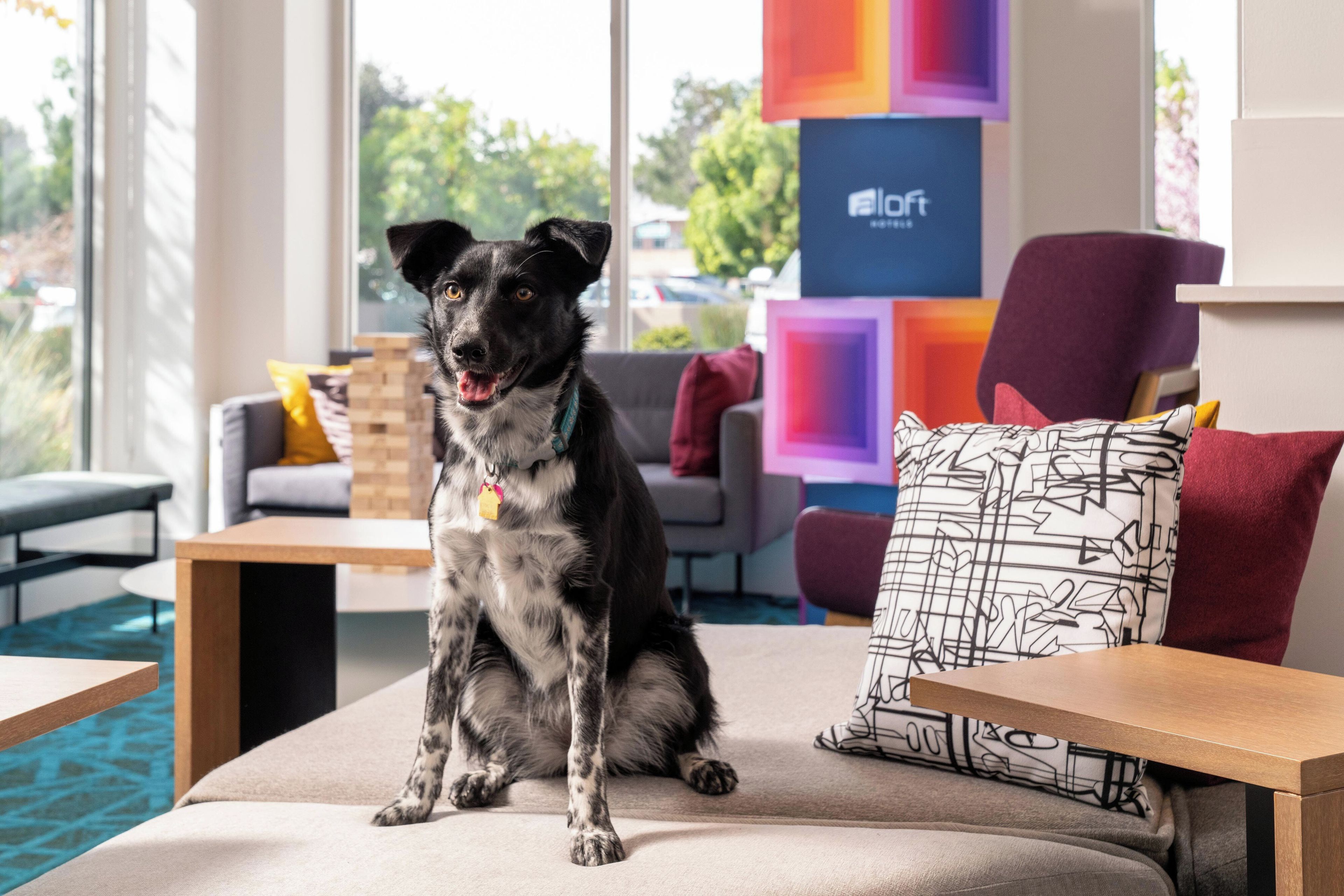 A dog sitting on a cushioned chair in a modern room with a view of the outdoors.