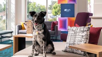 A dog sitting on a cushioned chair in a modern room with a view of the outdoors.