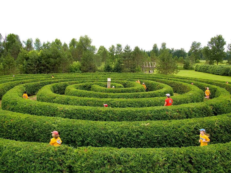 A maze garden with neatly trimmed hedges and a few people walking through it.