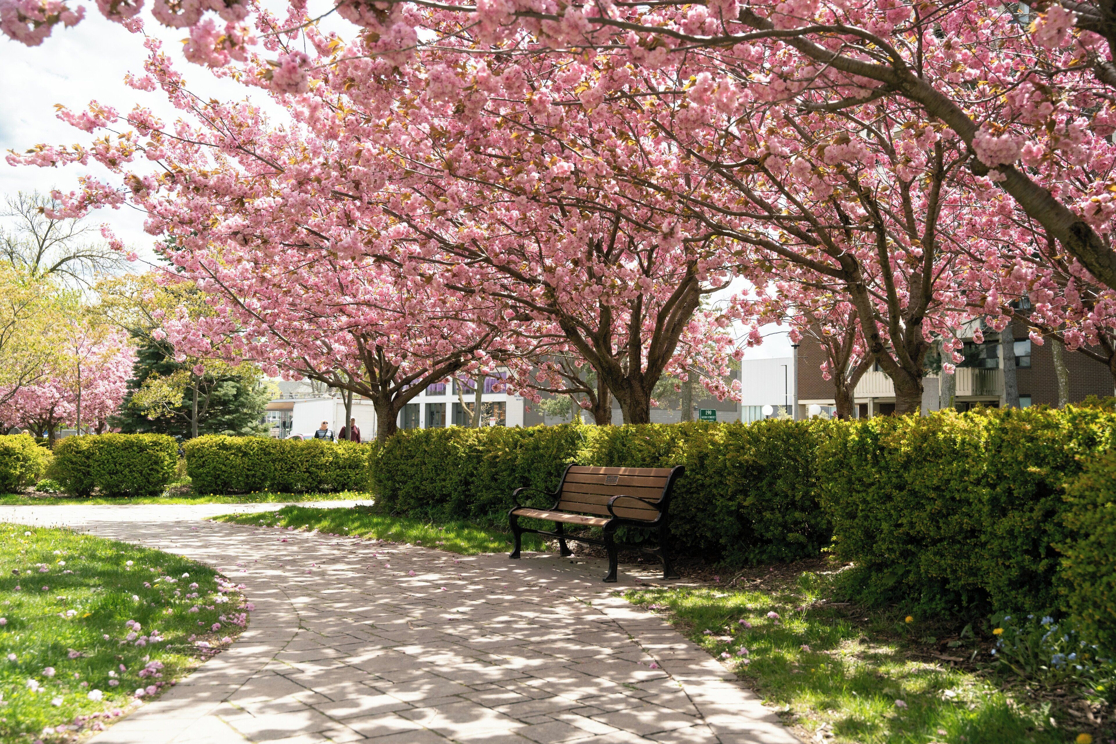 A paved walkway with a bench, surrounded by blooming cherry trees and hedges.