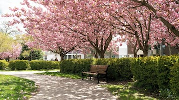 A paved walkway with a bench, surrounded by blooming cherry trees and hedges.