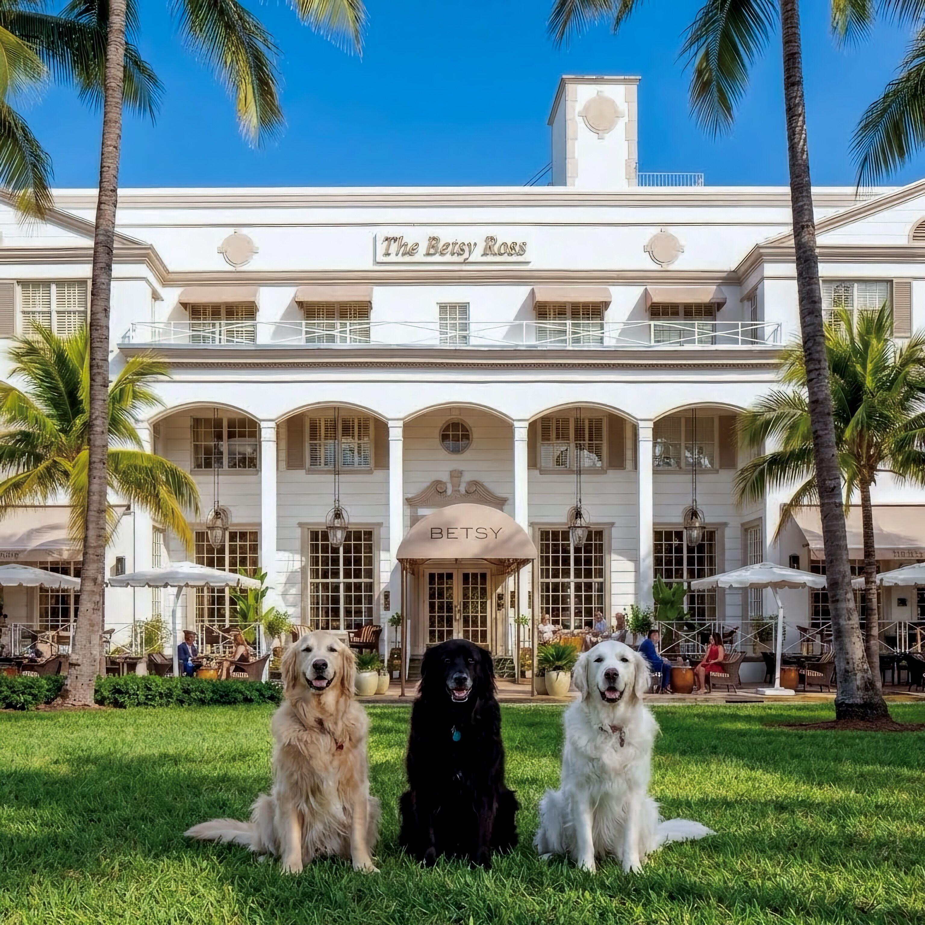 Un edificio blanco con el letrero 'The Betsy Ross', tres perros sentados en frente y palmeras.