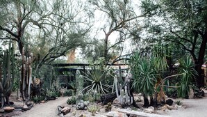 A desert garden with various cacti and succulents, a wooden bench, and a rustic shelter. - Desert Lodge (Palm Springs)