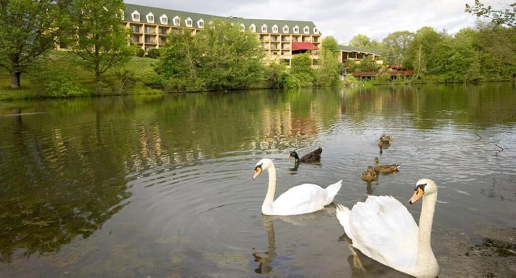 A lake with swans and ducks, surrounded by greenery and a building with multiple windows.
