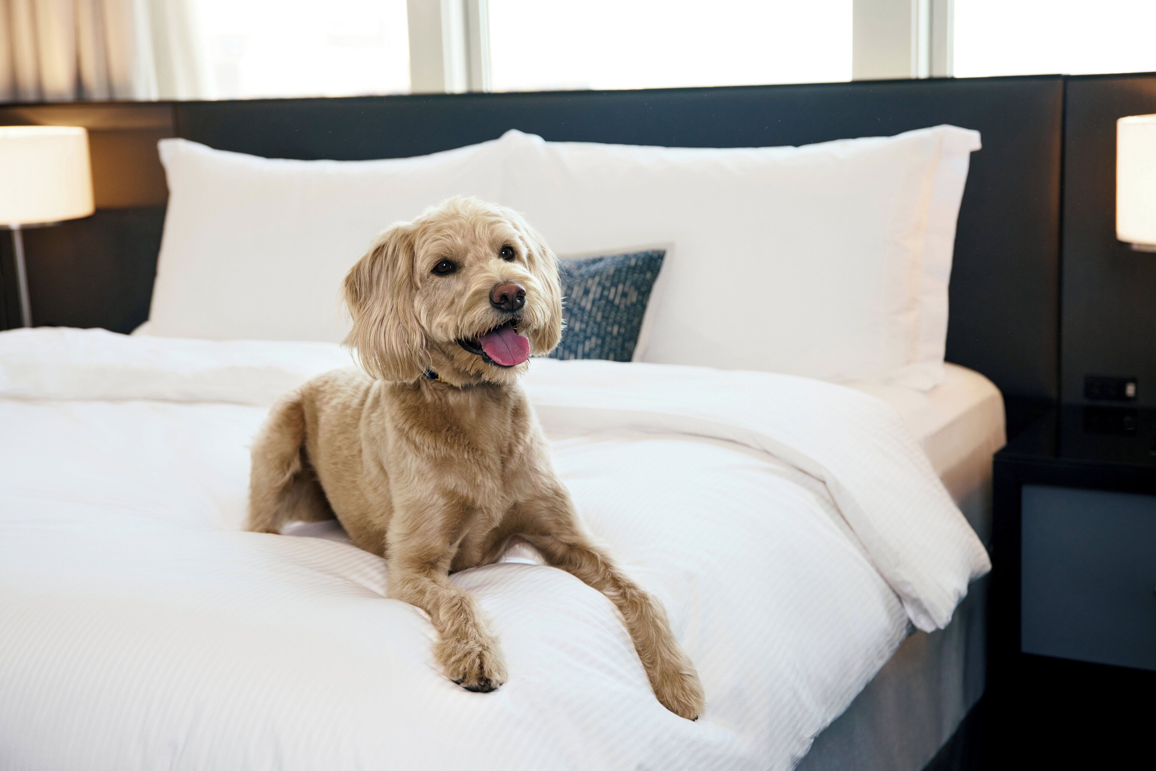 A dog lying on a bed with white bedding and a blue pillow in a hotel room.