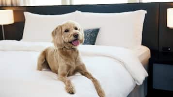 A dog lying on a bed with white bedding and a blue pillow in a hotel room.