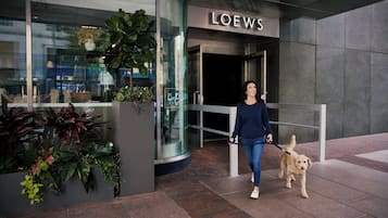 Une personne promène un chien devant un bâtiment dont l’entrée est en verre et au-dessus duquel on peut lire l’inscription « LOEWS ».