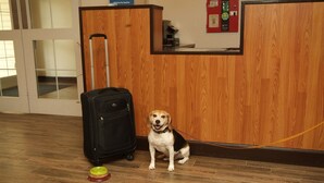 A dog sitting next to a suitcase in a room with wooden flooring and a reception desk. - Expo Inn Hotel (Tulsa)