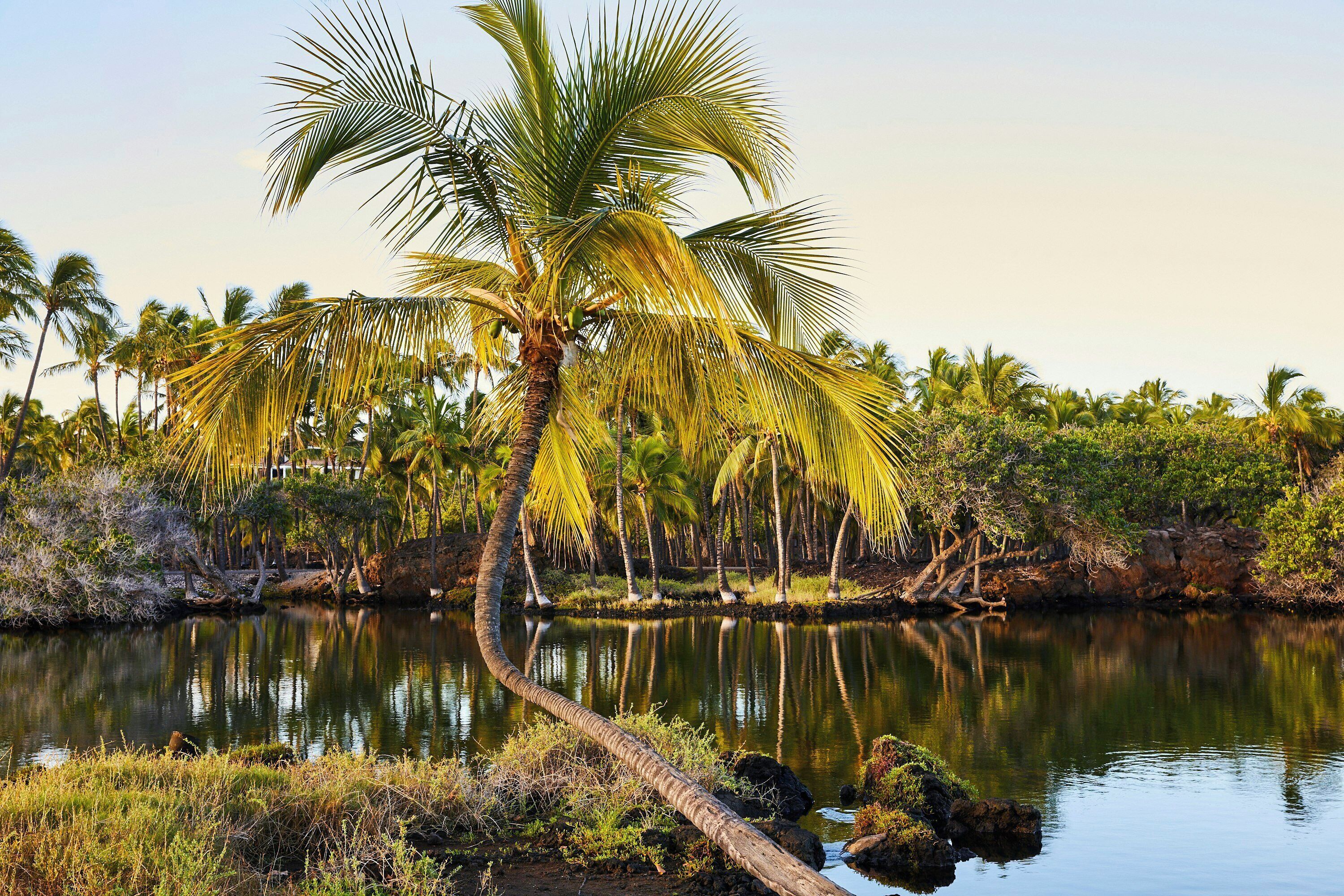 A calm lake with a palm tree in the foreground and dense foliage in the background.