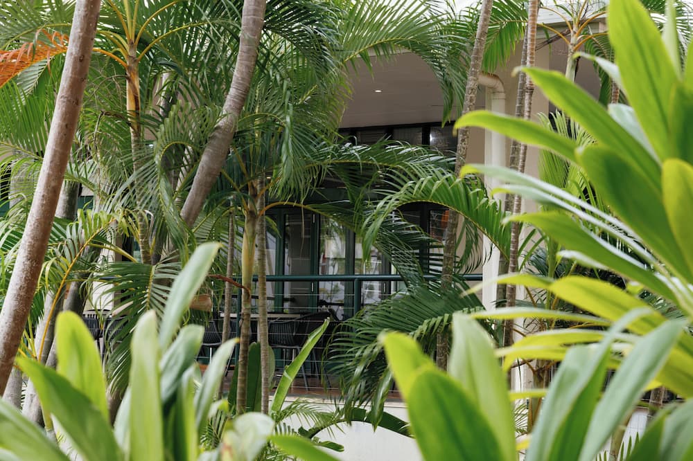 The Leea Darwin