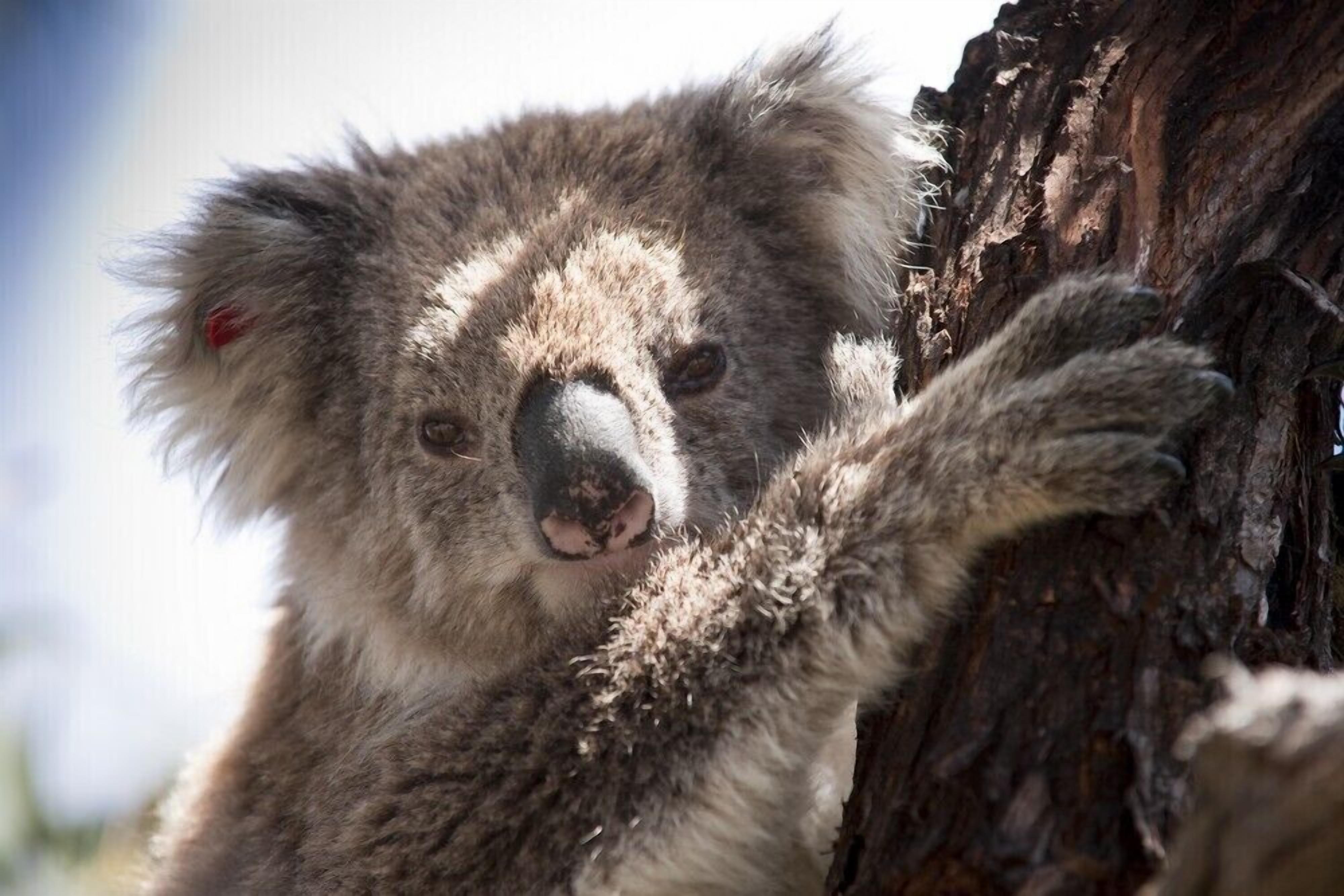 Un koala aferrado a un tronco de árbol.
