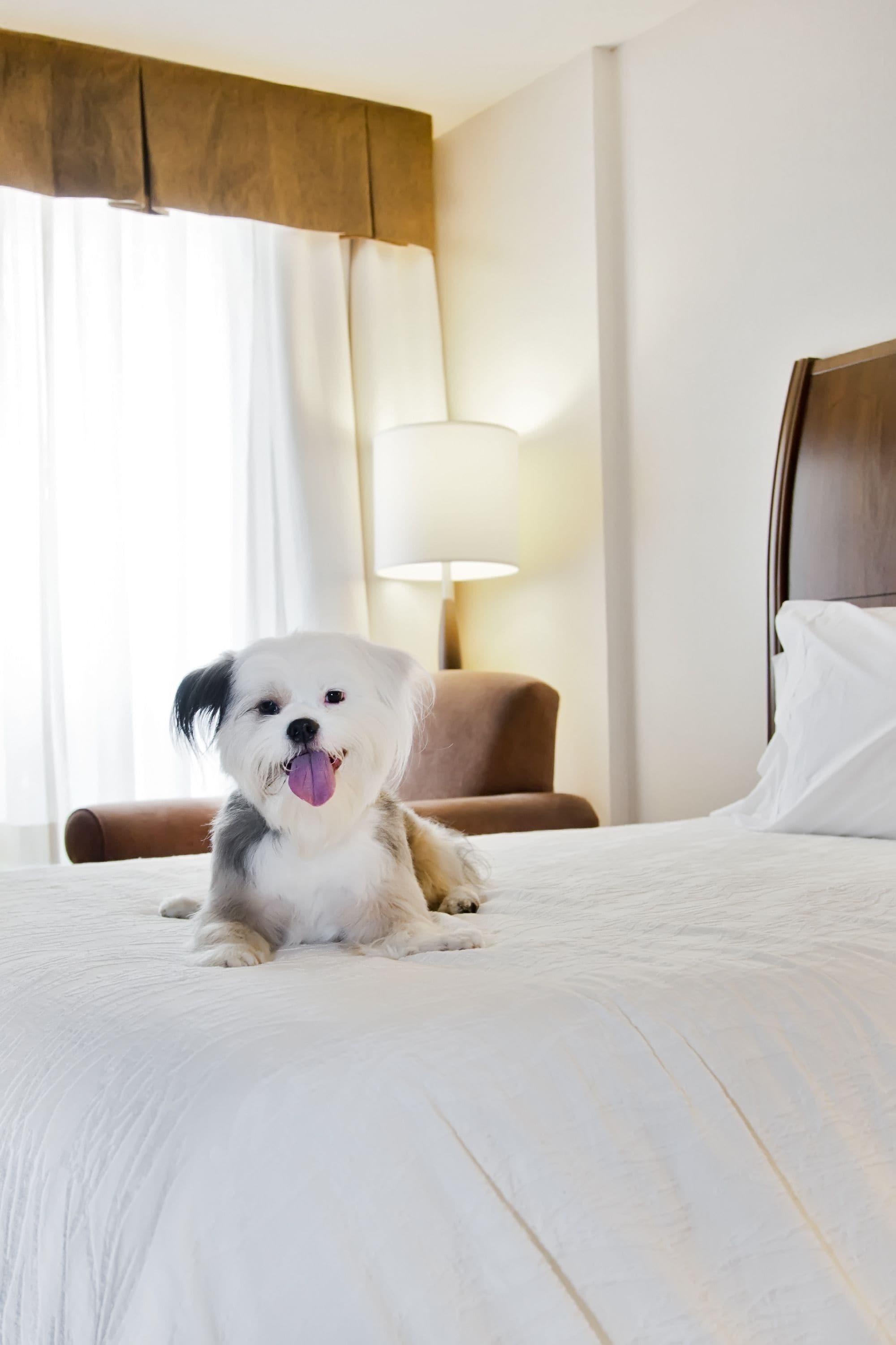 A dog sitting on a bed in a hotel room with a lamp and a chair in the background.