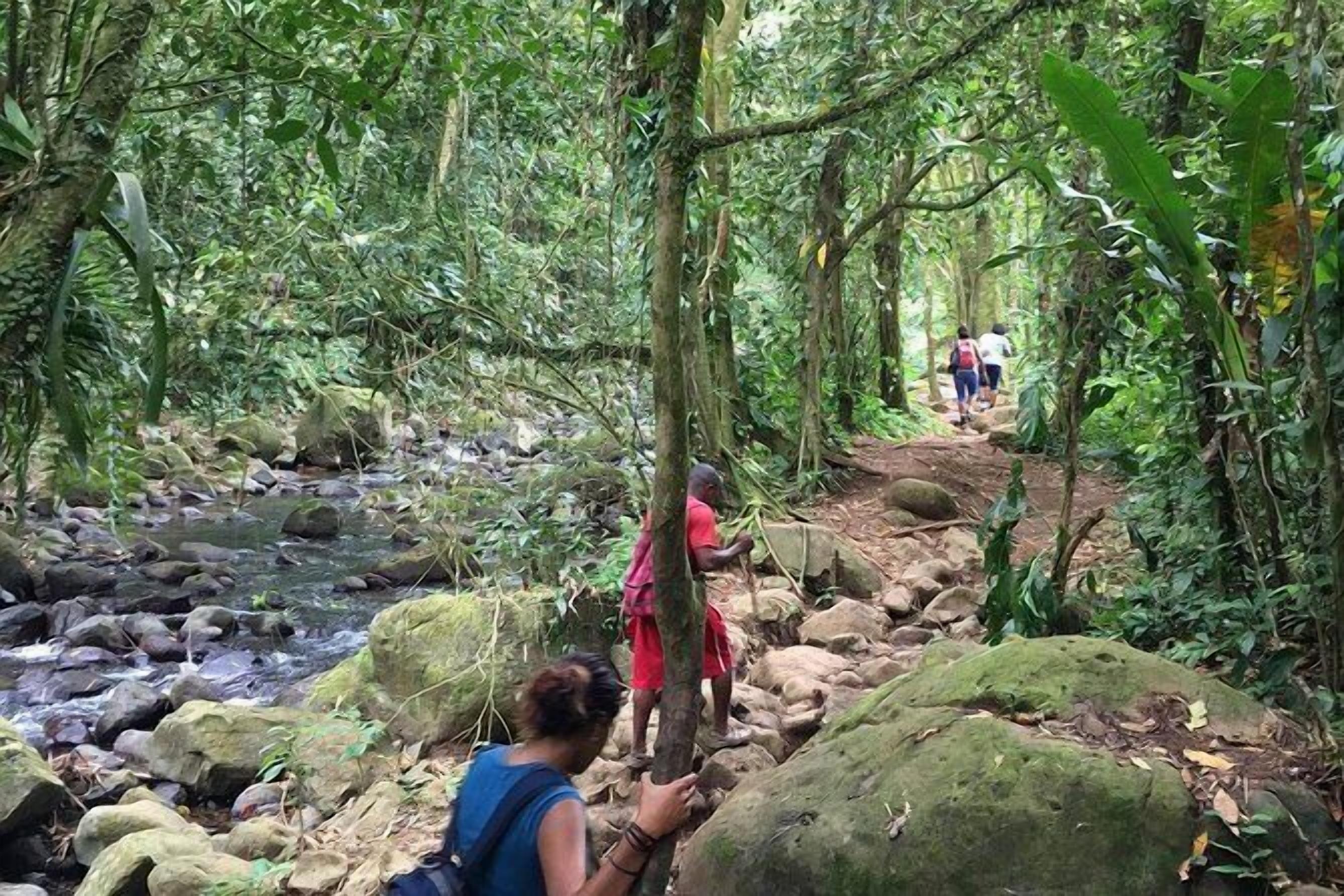 A forested area with a stream and hikers on a rocky path.