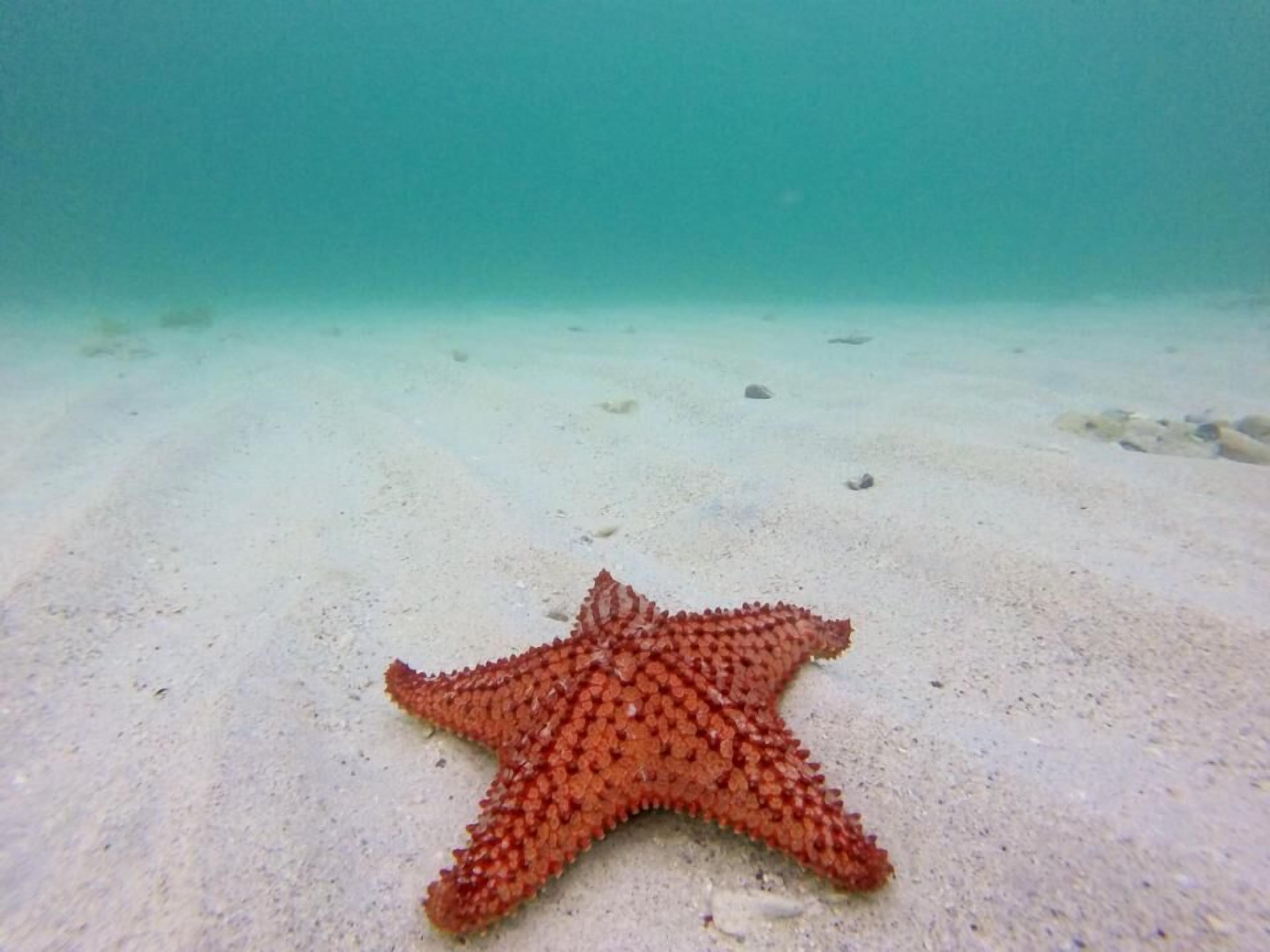 Foto - Allamanda Beach