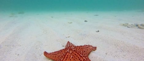 A starfish on a sandy seabed.