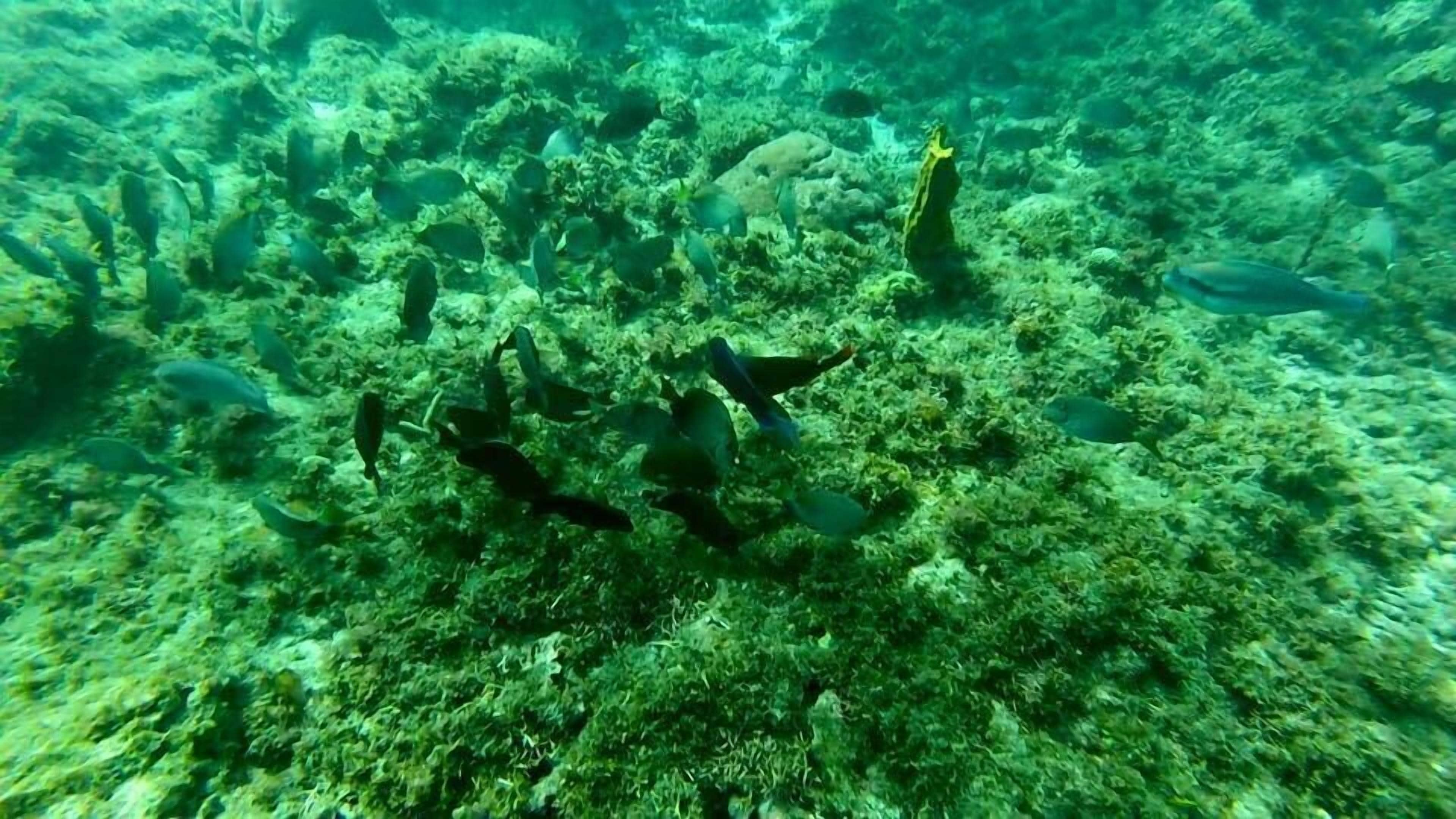 An underwater scene with various fish and coral formations.