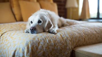 A dog lying on a bed with a patterned yellow and white bedspread.