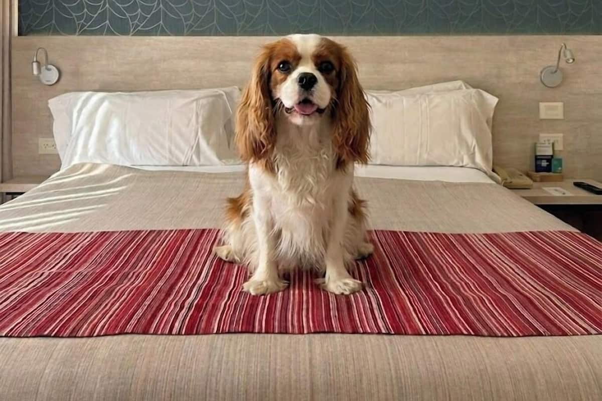 A dog sitting on a bed with a patterned headboard and white bedding.