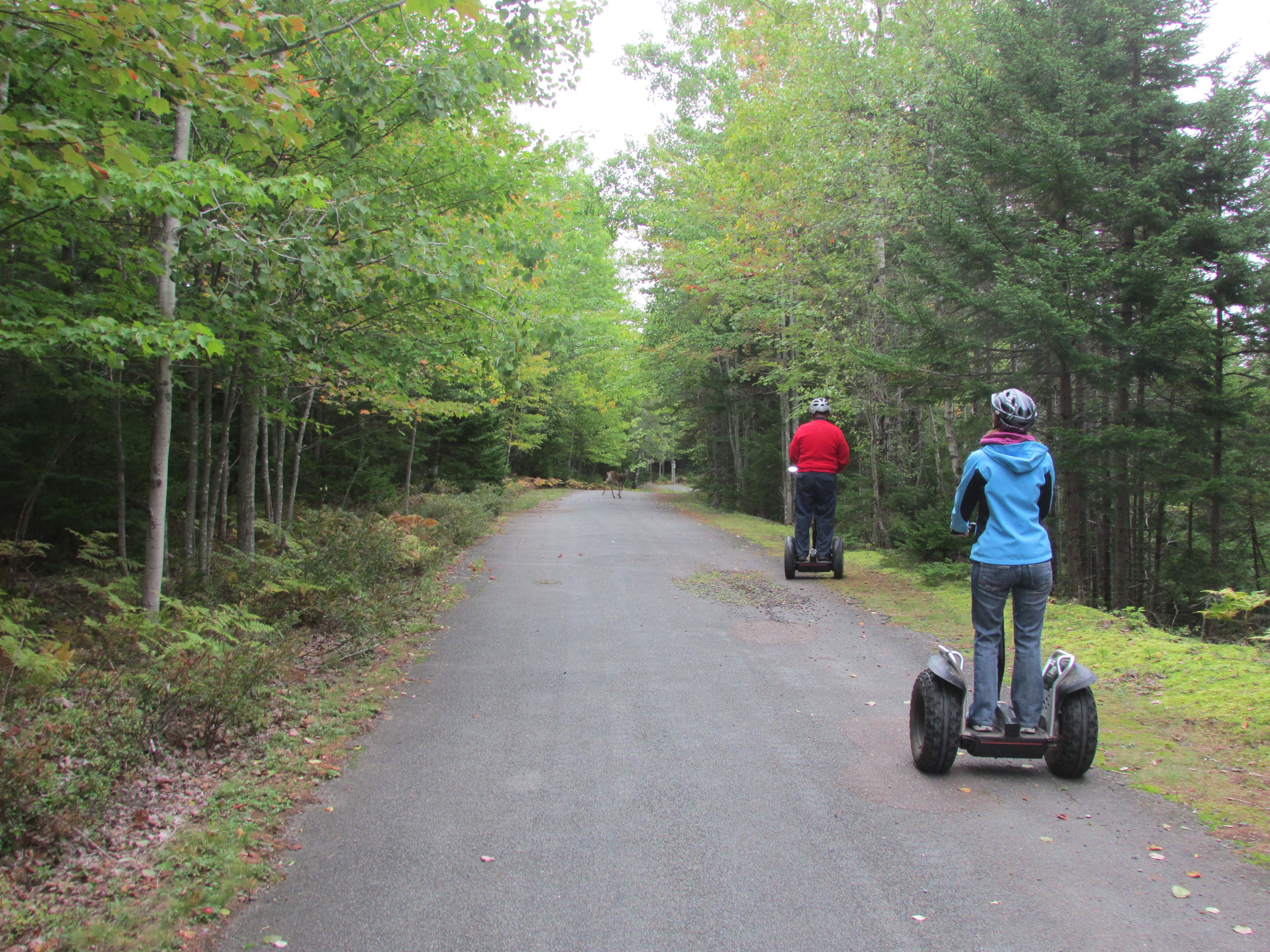 A paved path through a forest with two people riding segways.