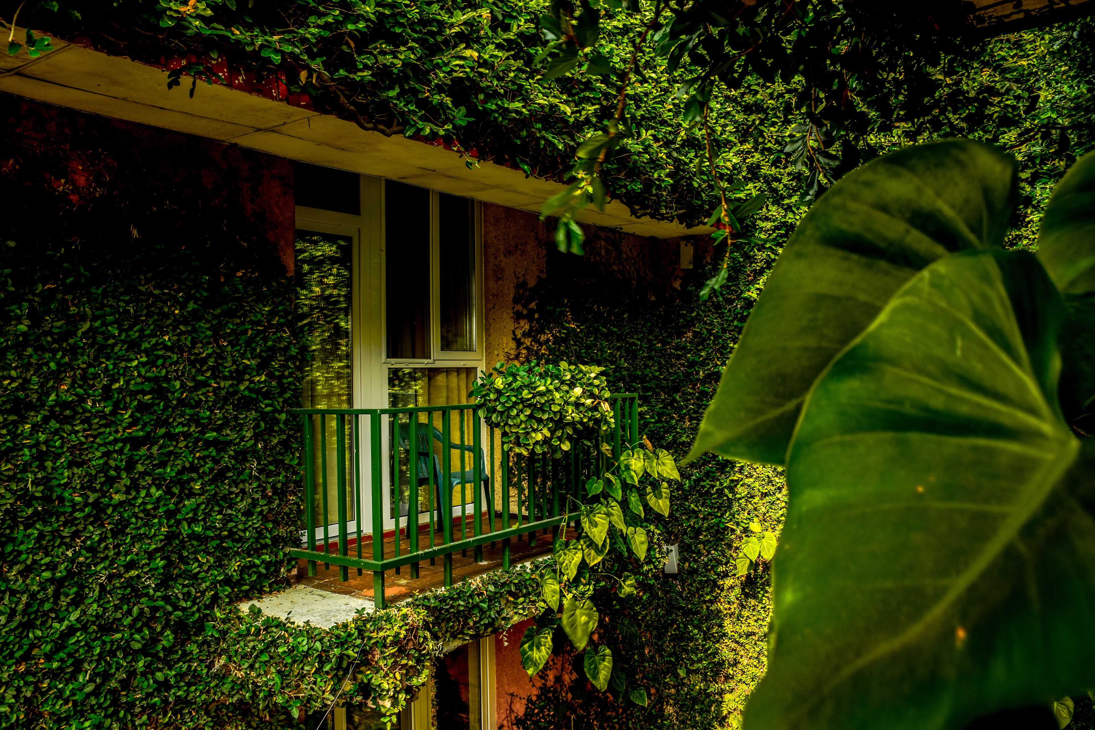 ファミリー ルーム | バルコニー