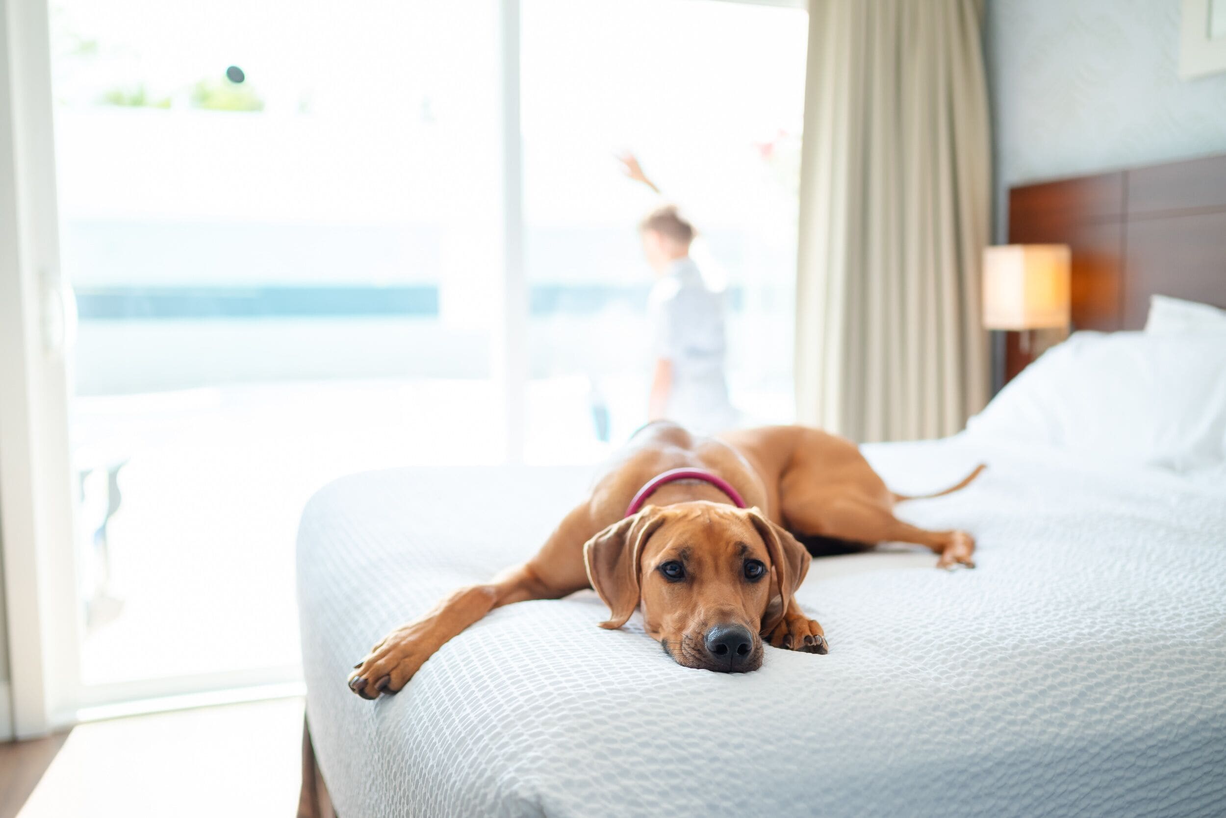 Un perro acostado en una cama dentro de una habitación de hotel con vista a un niño jugando afuera.