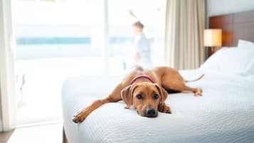 A dog lying on a bed in a hotel room with a view of a child playing outside.