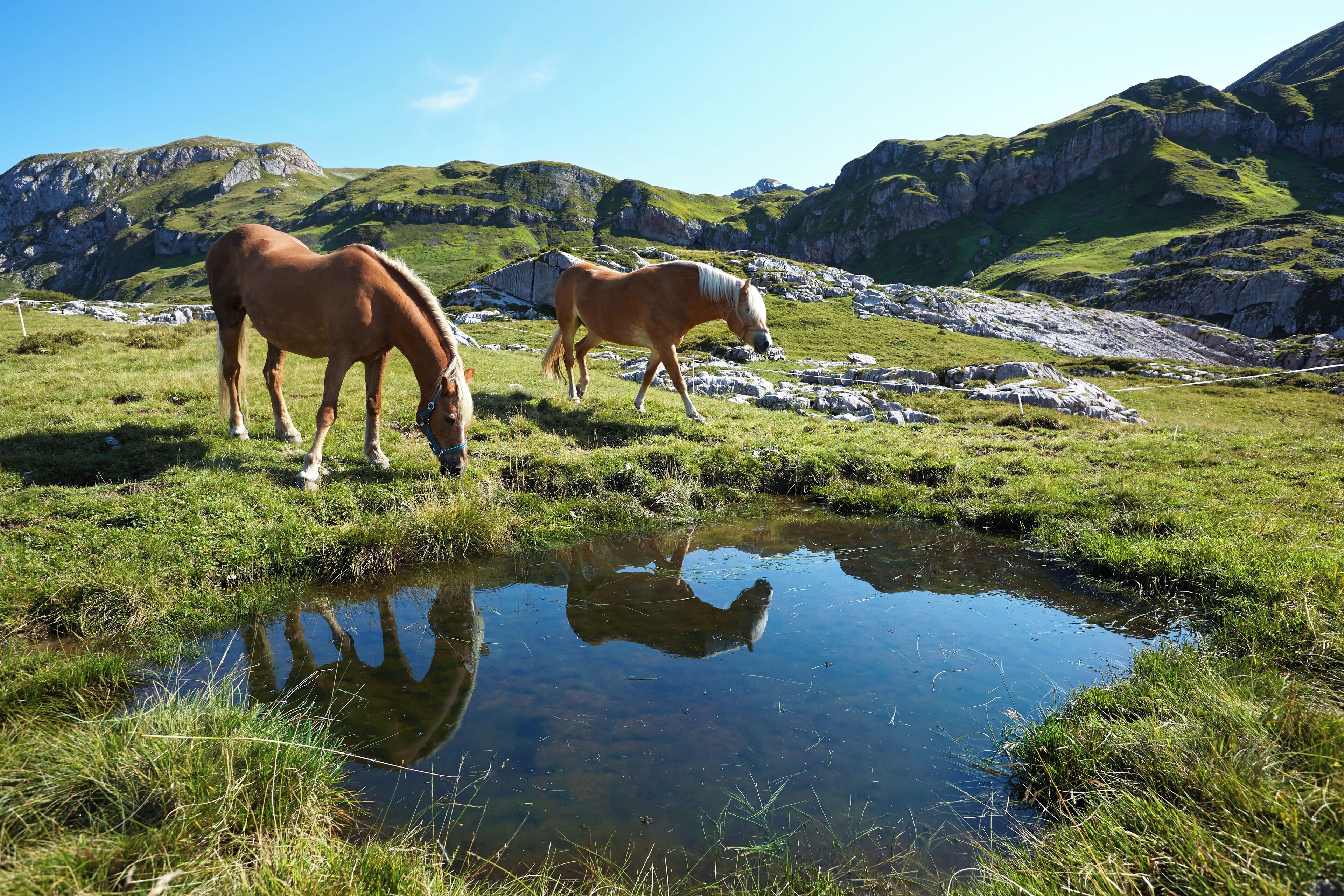Dos caballos pastan cerca de un pequeño estanque en una zona montañosa.