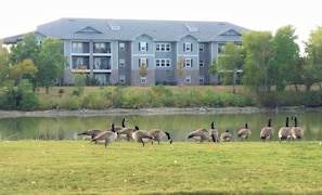 A group of geese near a body of water with a multi-story building in the background.