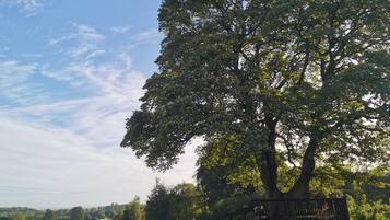 A large tree in a park with a bench and a clear sky.