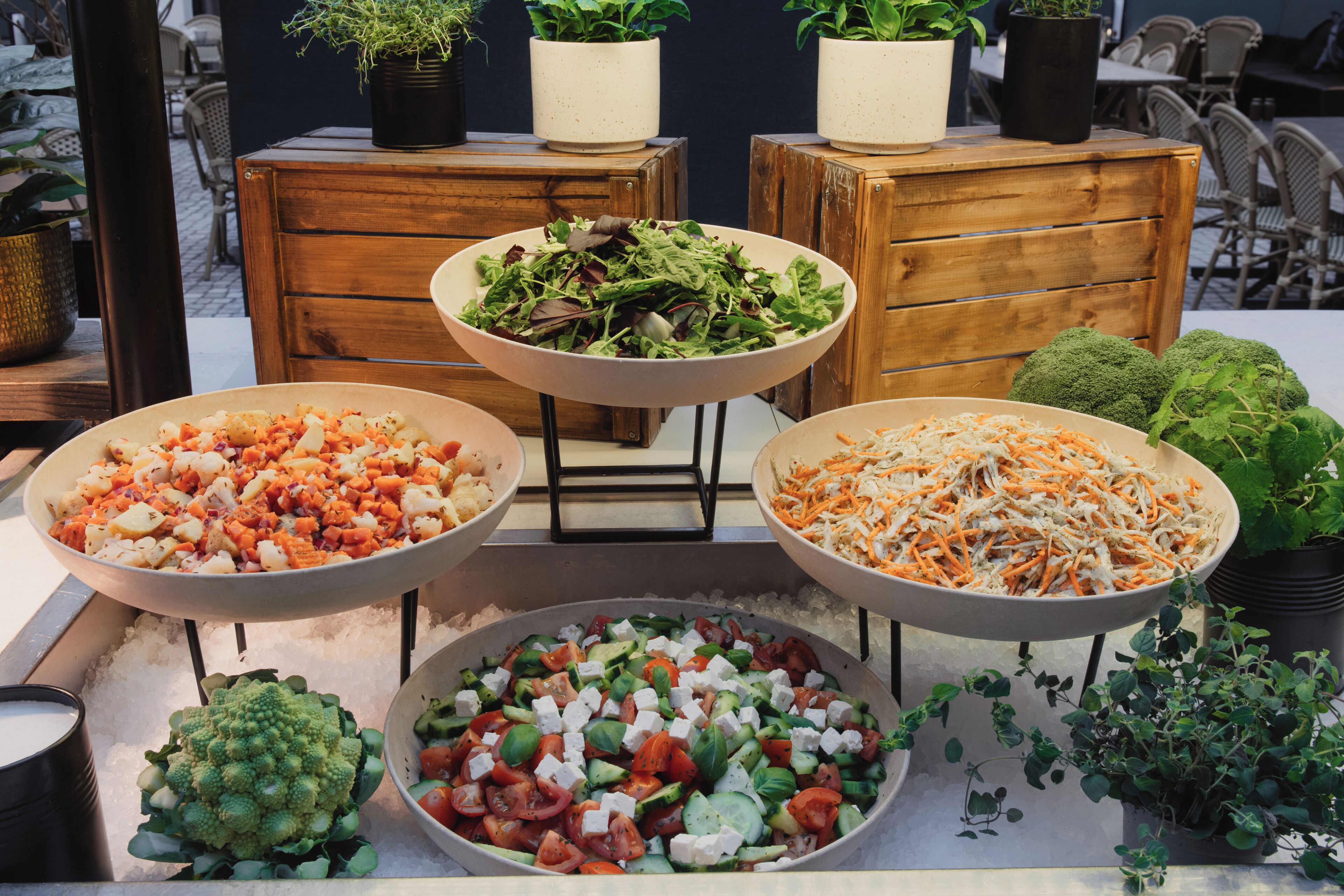 A variety of food bowls on display, surrounded by wooden furniture and potted plants.