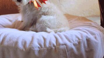 Un perro blanco pequeño con un lazo rojo en el cuello sentado en una cama para mascotas blanca.
