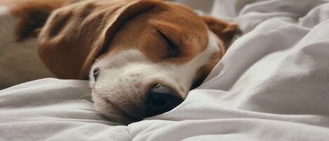 A dog sleeping on a bed with white bedding.