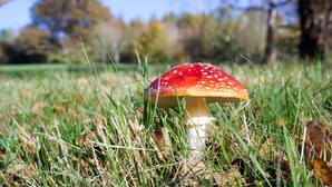 Ein Pilz in einem grasbewachsen Feld.