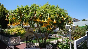 Un árbol con flores amarillas y una valla blanca al fondo.