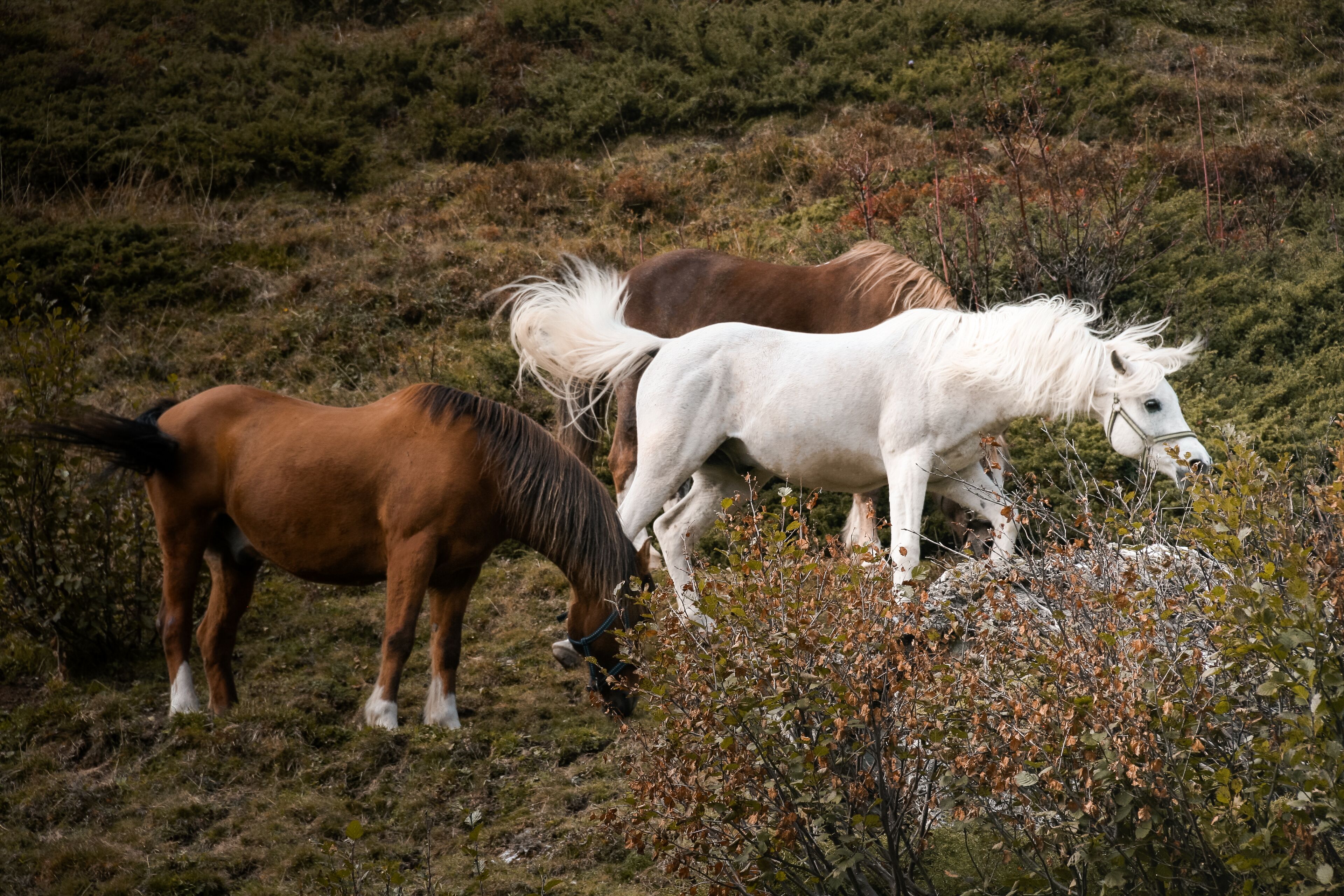 Three horses grazing in a natural, hilly landscape.