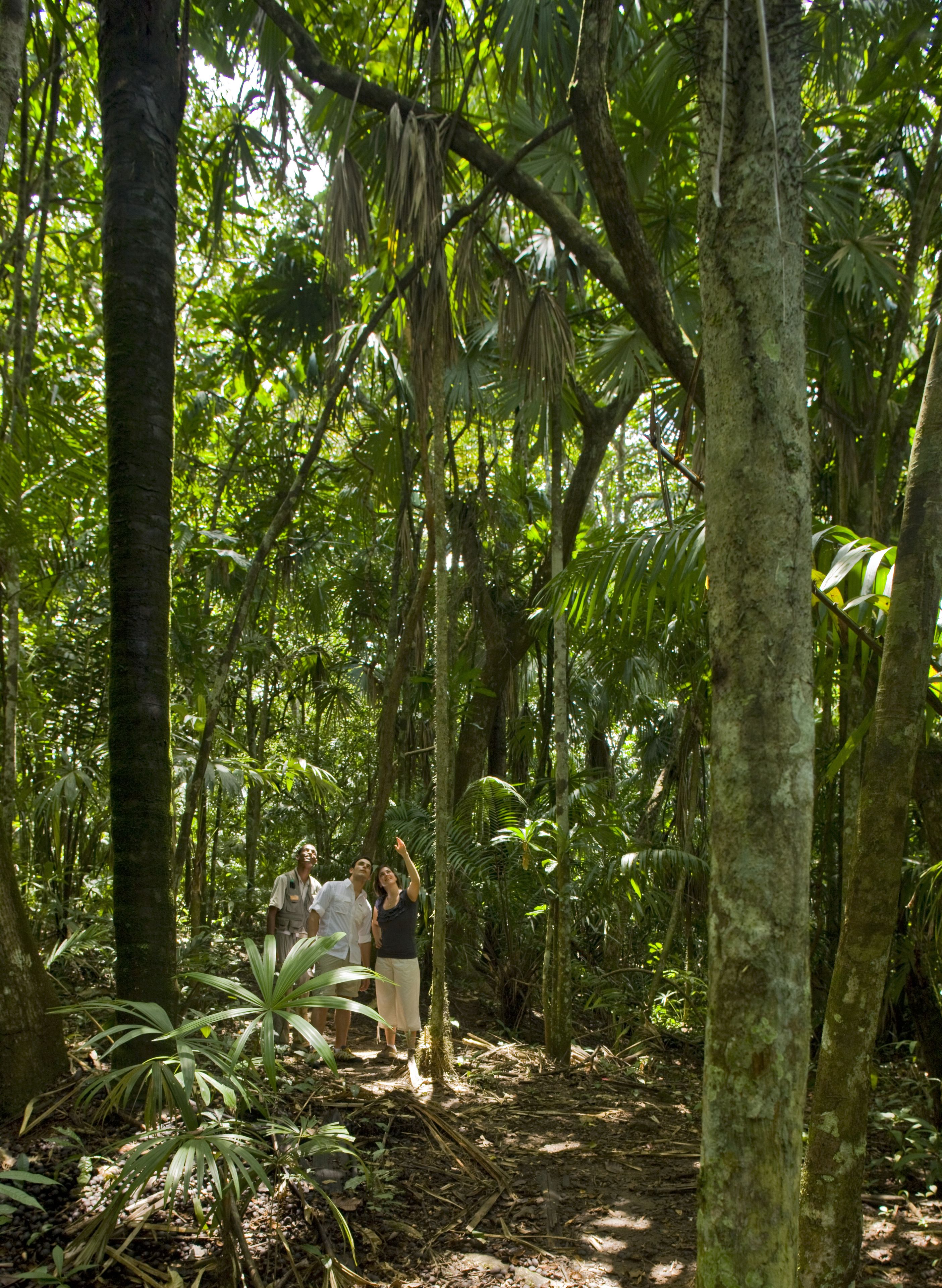 A group of people in a dense forest with tall trees and thick undergrowth.