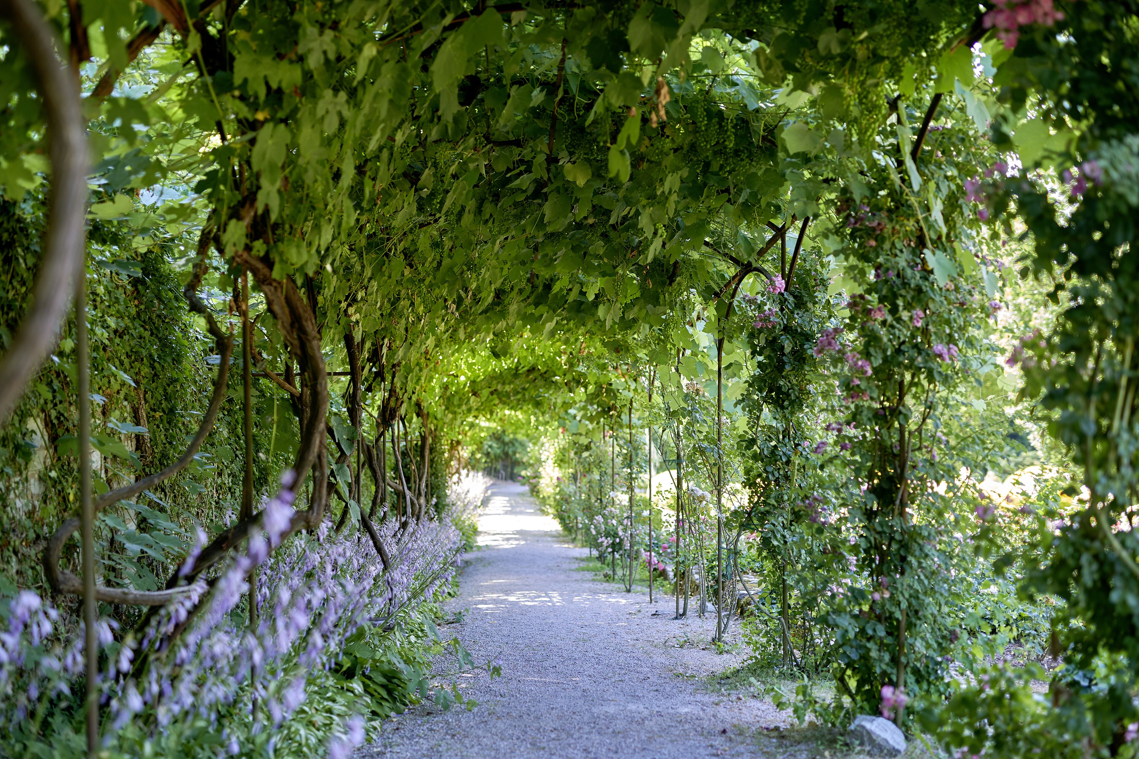 A pathway lined with lush greenery and flowering plants, leading through a garden area.