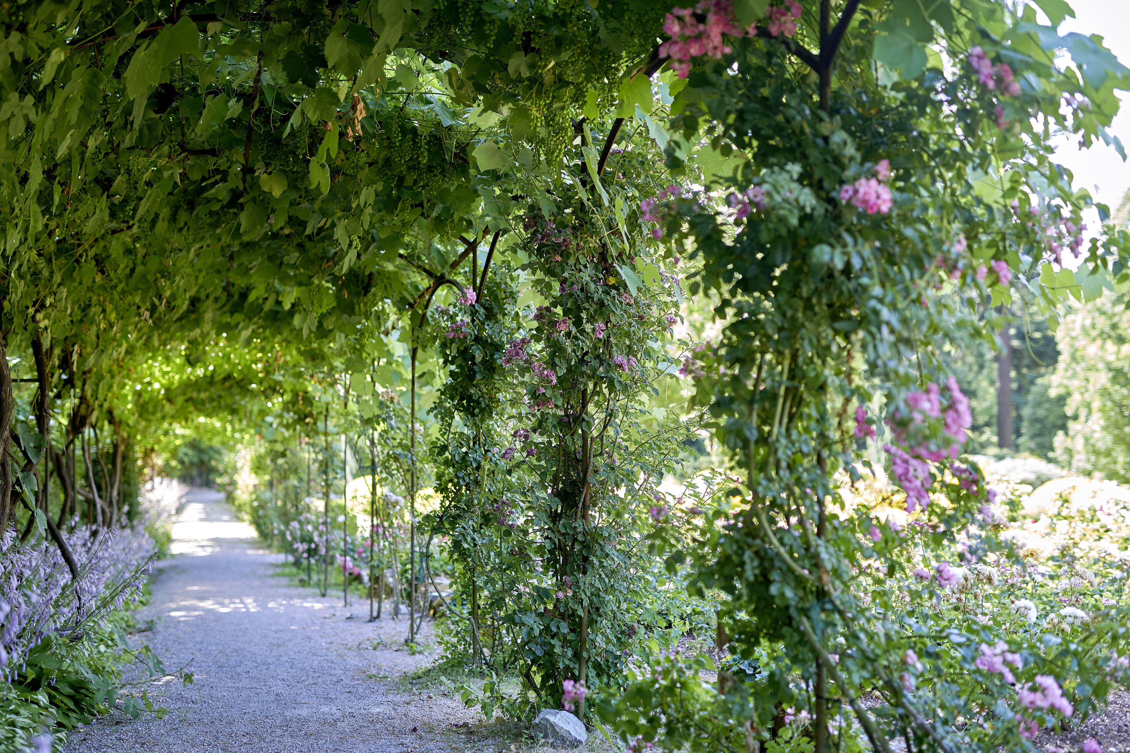Un sendero rodeado de abundante vegetación y plantas florecientes.