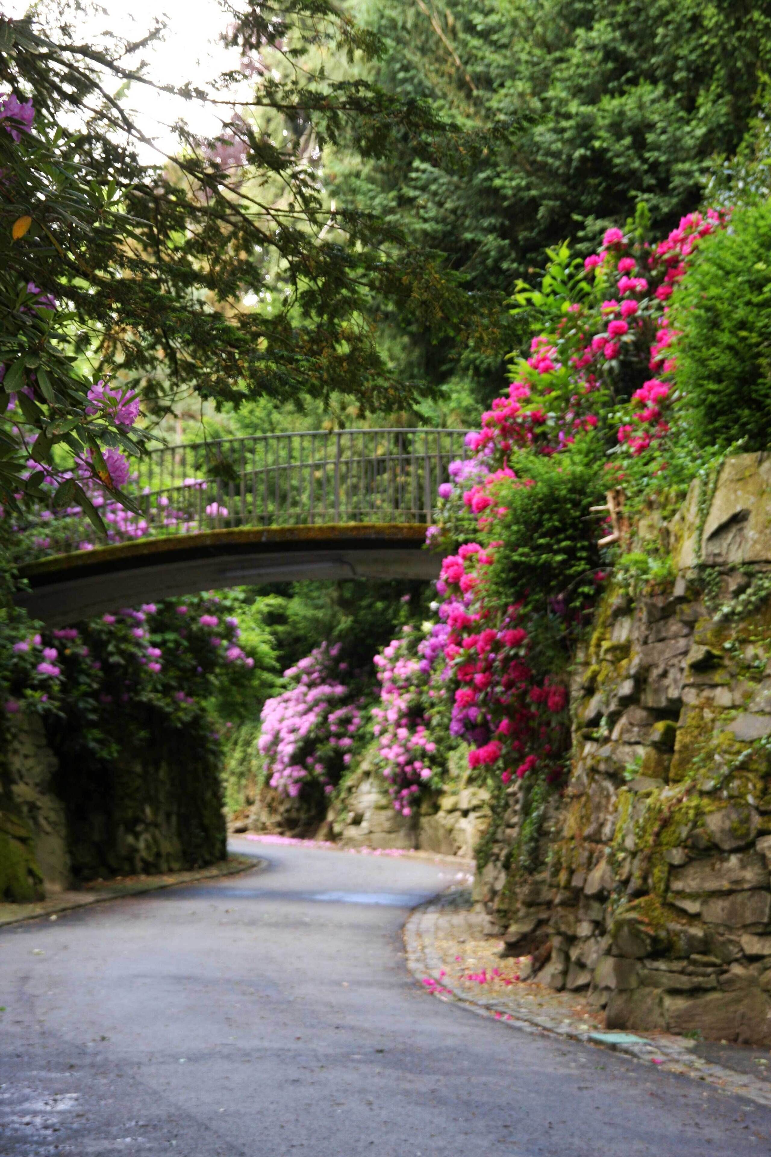 Un puente de piedra sobre un camino estrecho, rodeado de abundante vegetación y vibrantes flores rosas.